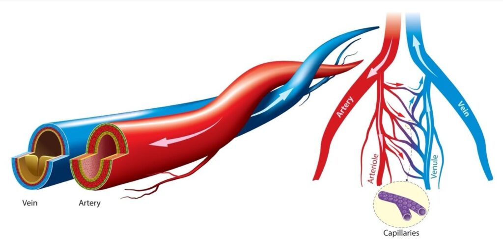 venous vs arterial disease